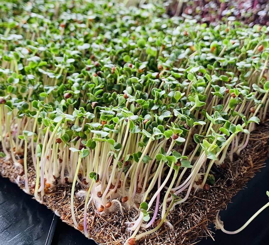 grow rich micro green mat
