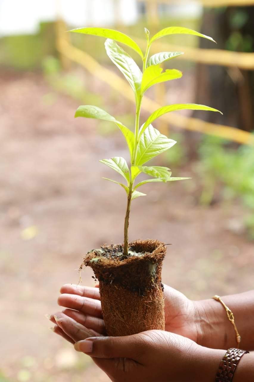 Grow rich cocnut coir root trainers