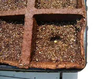 Grow Rich coir seed germination tray